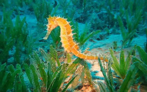 اضغط على الصورة لعرض أكبر

الاسم: Underwater-Photography-Sea-Horse.webp
الحجم: 123.9 كيلوبايت
رقم التعريف: 228267