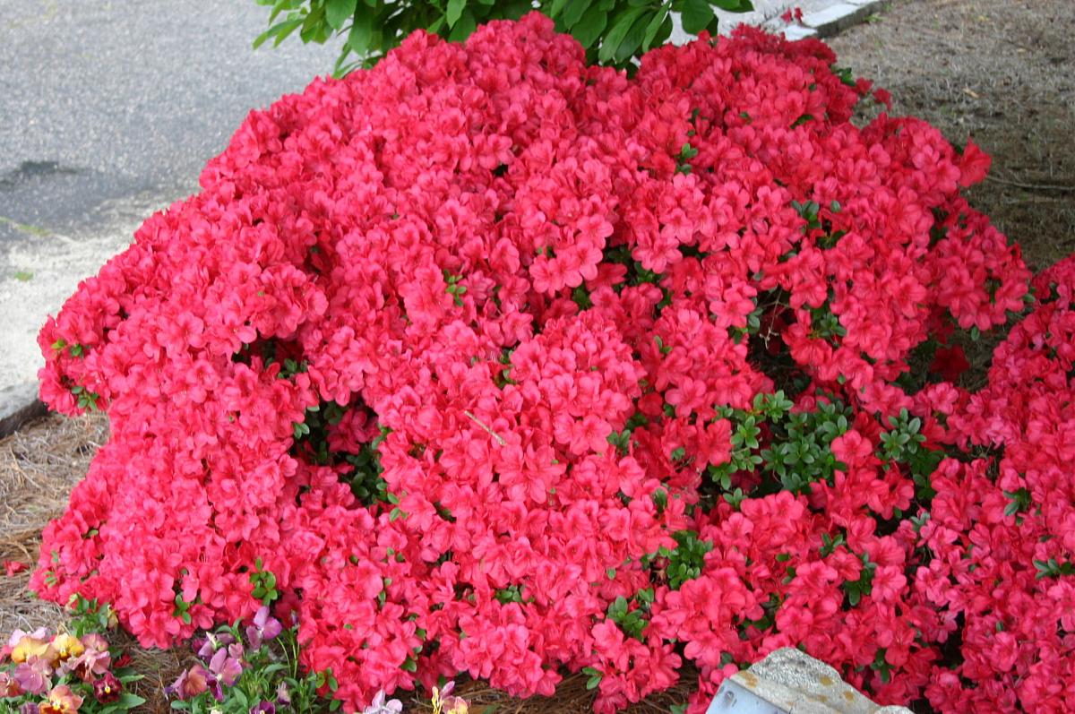عيد الام